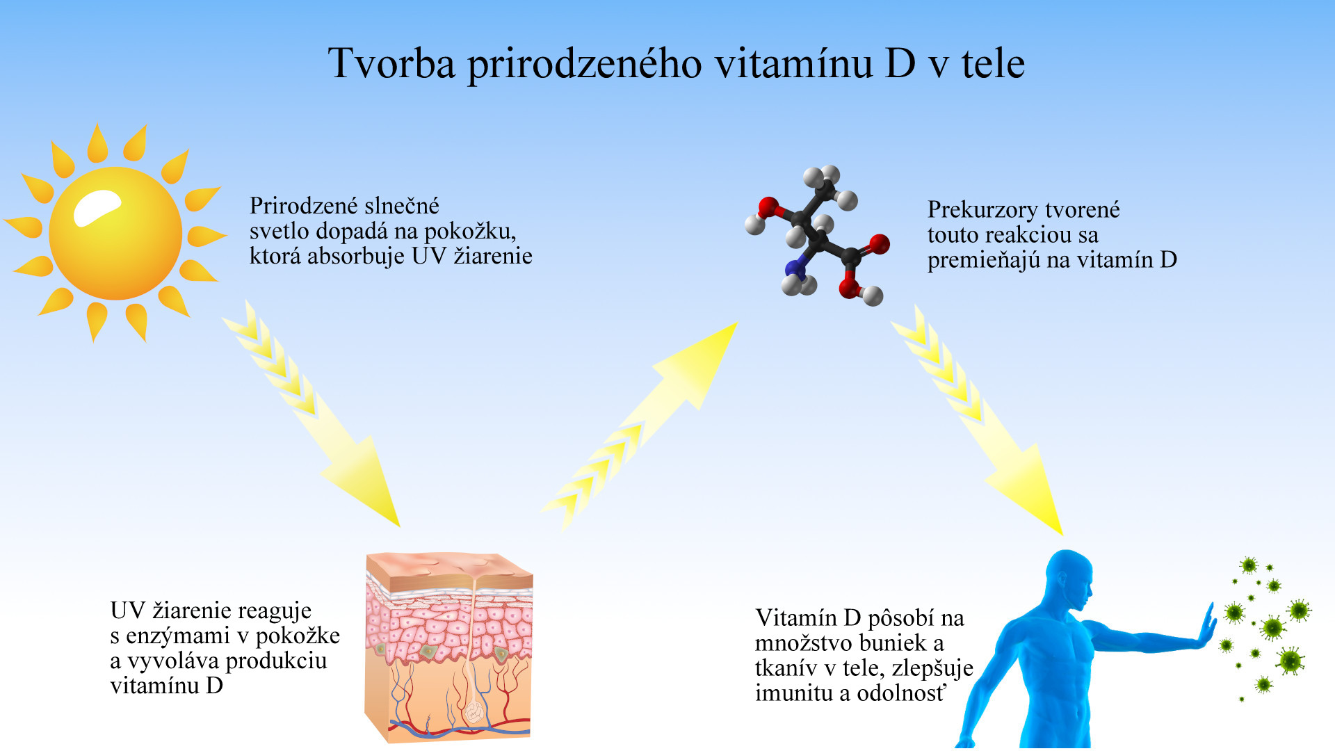 tvortba vitaminu d v tele obr.